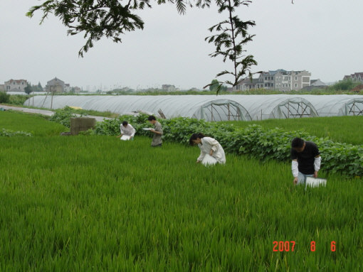 上海市南汇区农业技术推广中心植保站长倪秀红(中)在两迁虫情汇报会上