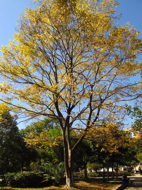 秋天的朴树