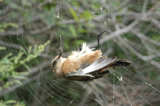 蜘蛛吃鸟蛇岛日志