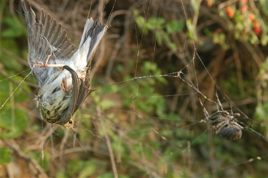 蜘蛛吃鸟蛇岛日志