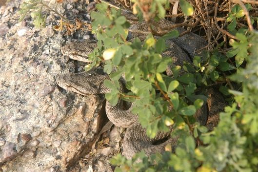 石头上的蛇----蛇岛日志