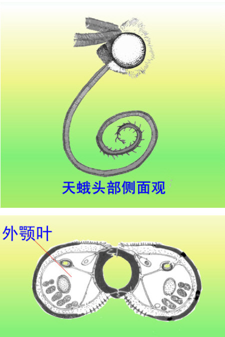 虹吸式口器模式图 蝶和蛾都是漂亮的mm或gg,可是,他们的孩子