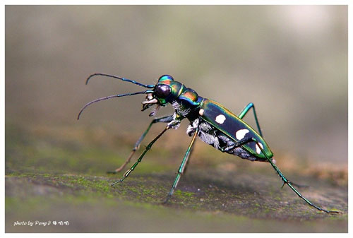 虎甲,口器清晰可见
