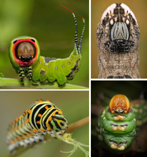 不是吸食了,而是要把植物一口口的嚼碎吃掉,这种嘴巴叫做咀嚼式口器