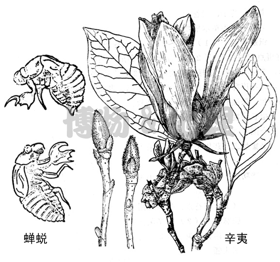 好玩儿的中药 辛夷与蝉蜕·博物杂拌儿(2)