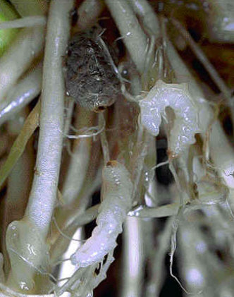 稻水象幼虫和附着在稻根上的稻水象土茧(图上方),蛹在茧中