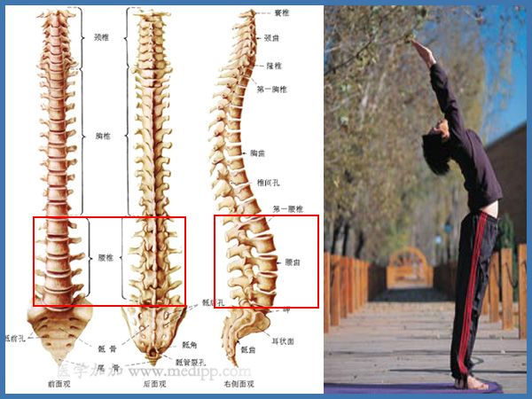 伏案人员必读之腰椎的诉说