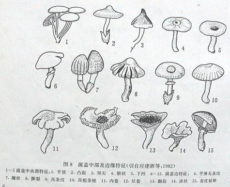 平菇子实体形态简图图片