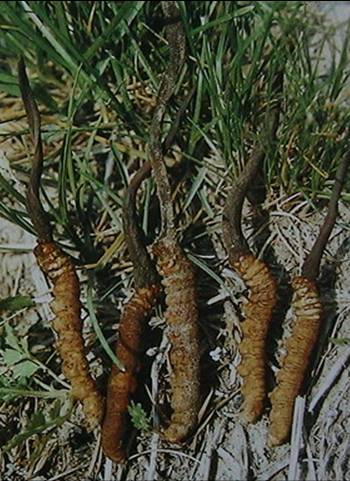 第一节 真菌的形态结构