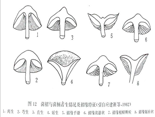 蘑菇菌褶横切面轮廓图图片