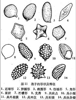 担孢子的释放: 布勒氏液滴, 直角转弯, 直角弹道, 担孢子发射弧线.