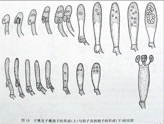 ② 担子与担孢子 担子的发育:钩头分裂 担子的类型:无隔担子,伞菌