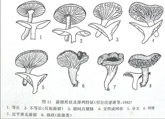 平菇子实体结构图图片