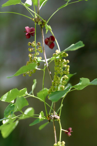 木通科植物三叶木通的雌雄花照片
