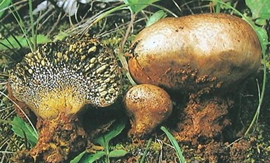 citirnum pers.(食)豆马勃属pisolithus alb.et schw. 彩色豆马勃p.