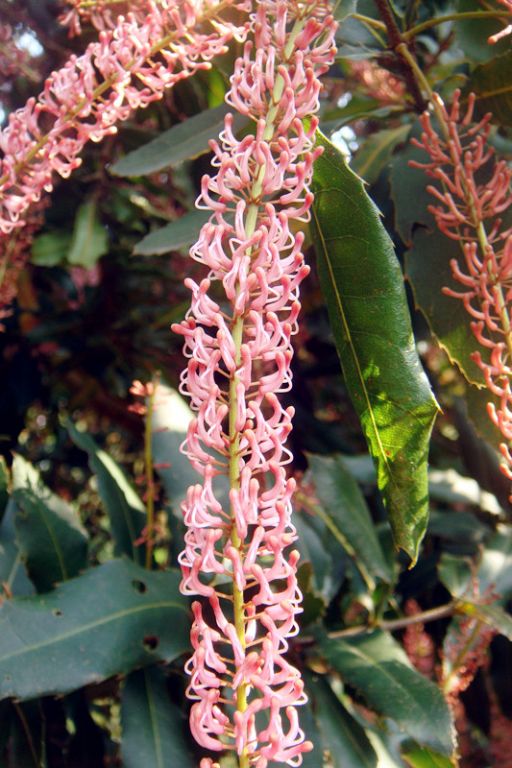 澳洲来客红坚果花