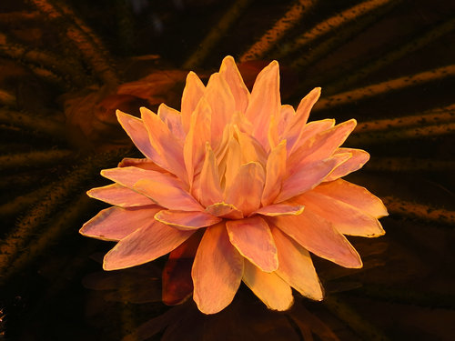 绝世的惊艳又见王莲