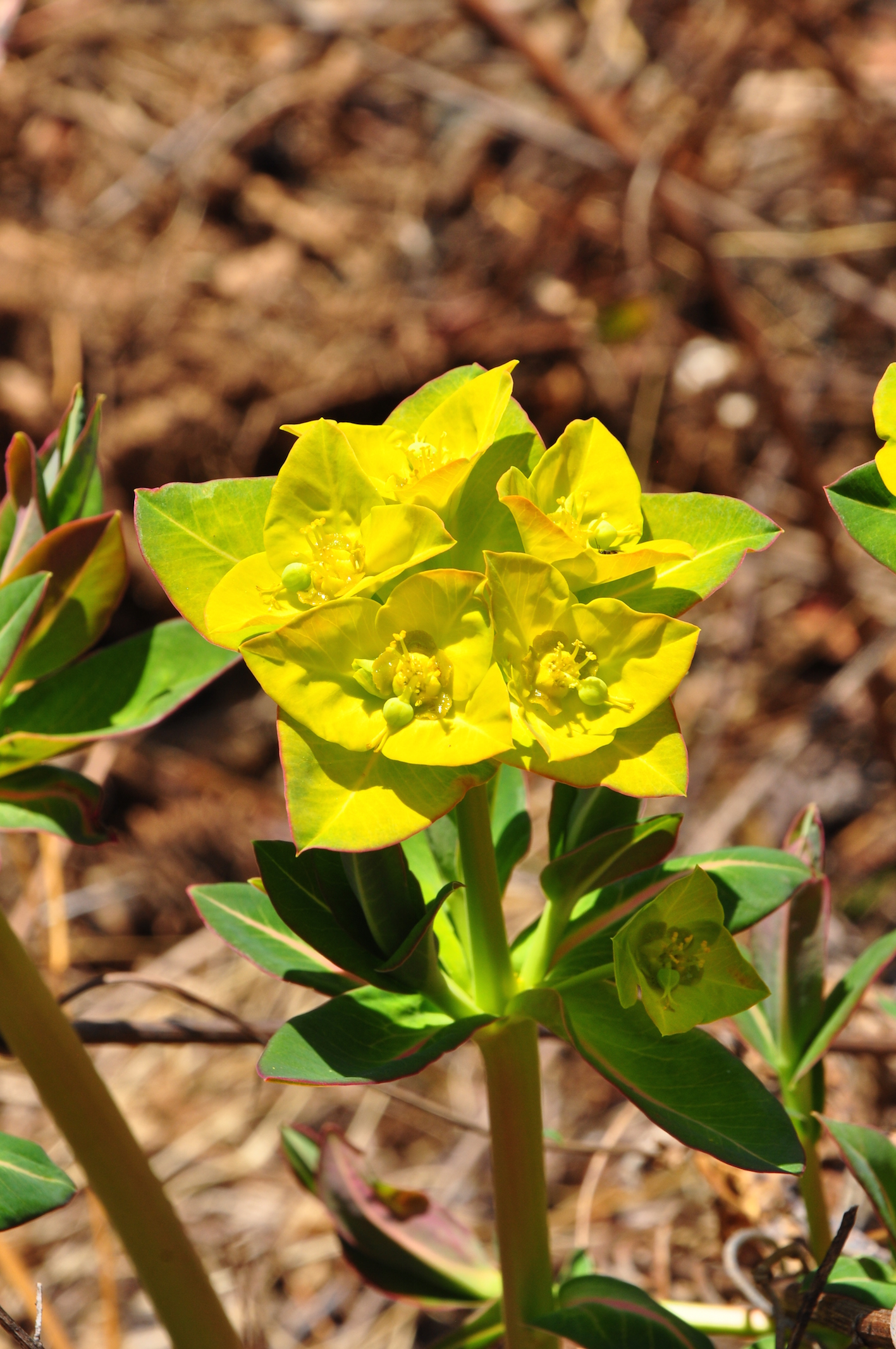 图3. 黄苞大戟( euphorbia sikkimensis)