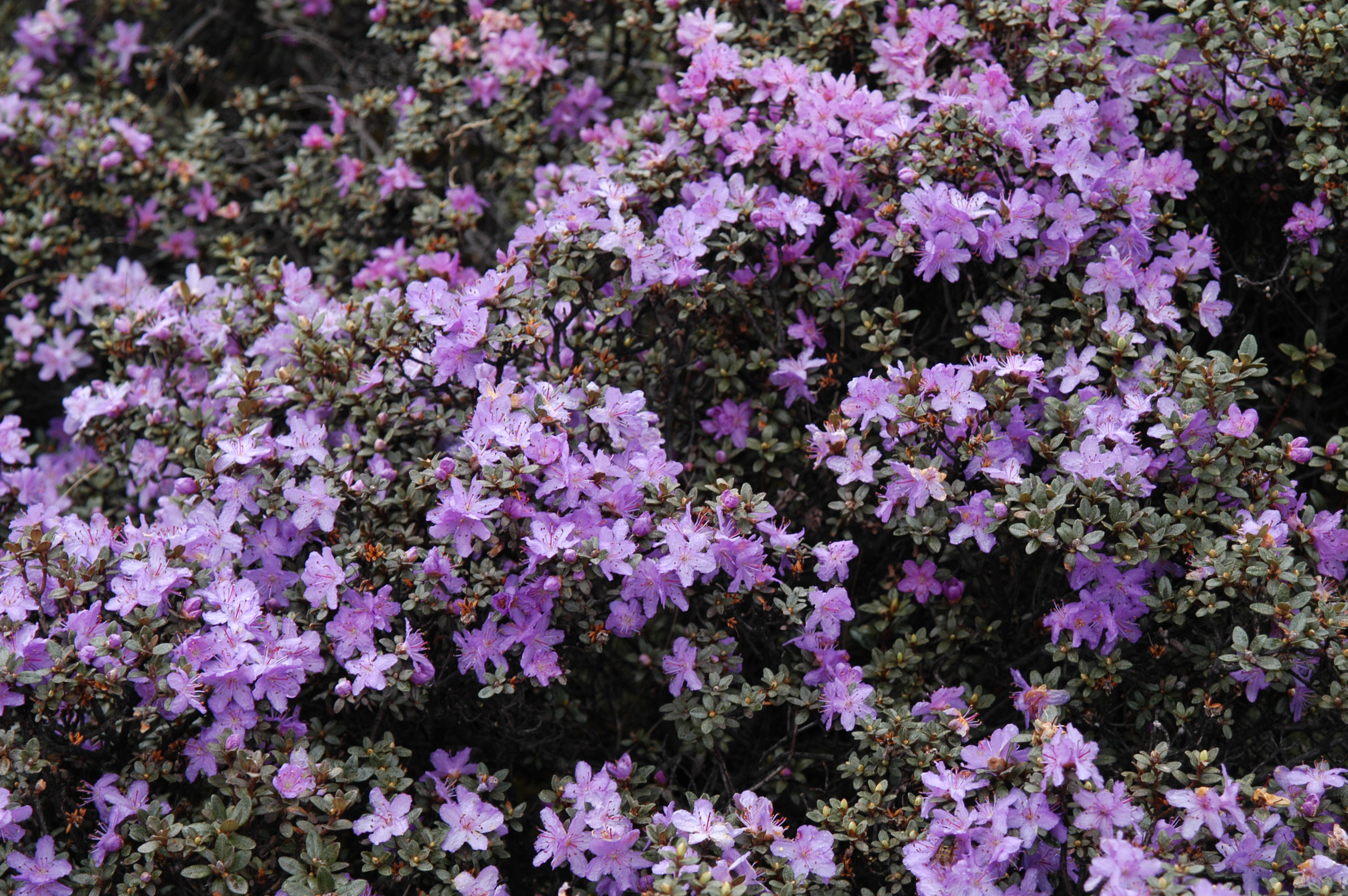 紫蓝杜鹃  ( rhododendron russatum)