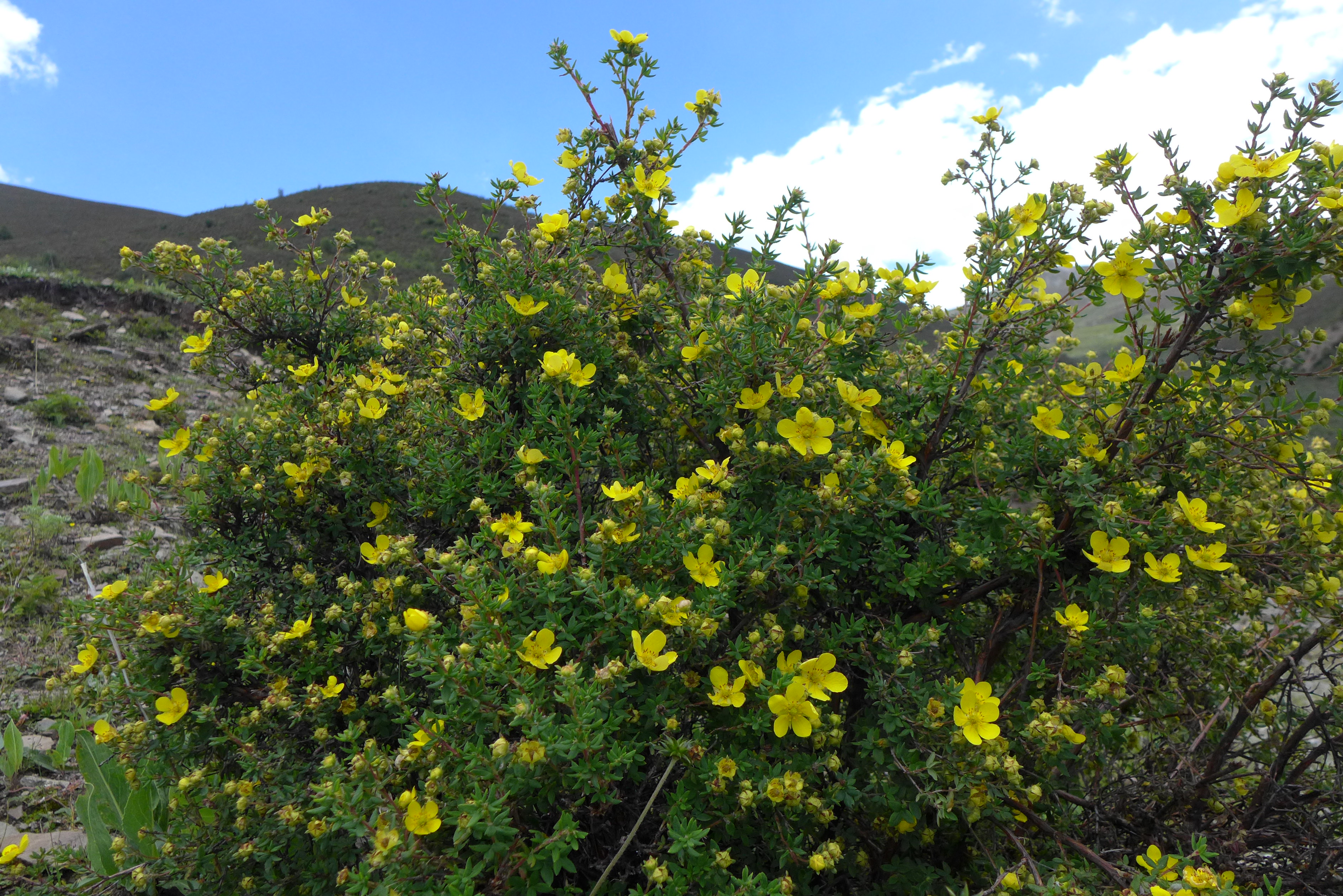 格桑花是什麼東東