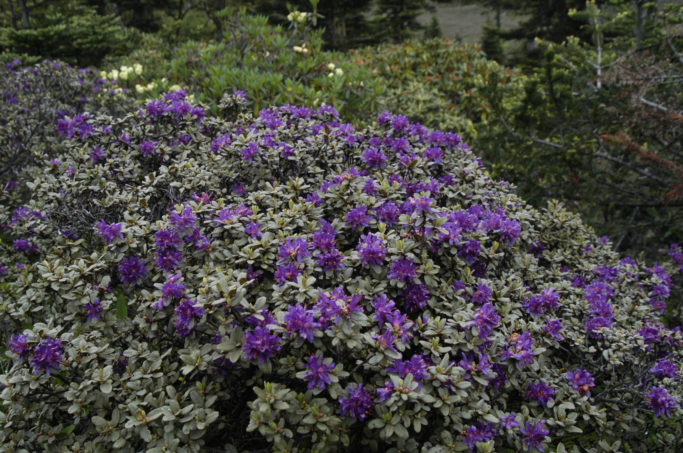 紫蓝杜鹃 ( rhododendron russatum)