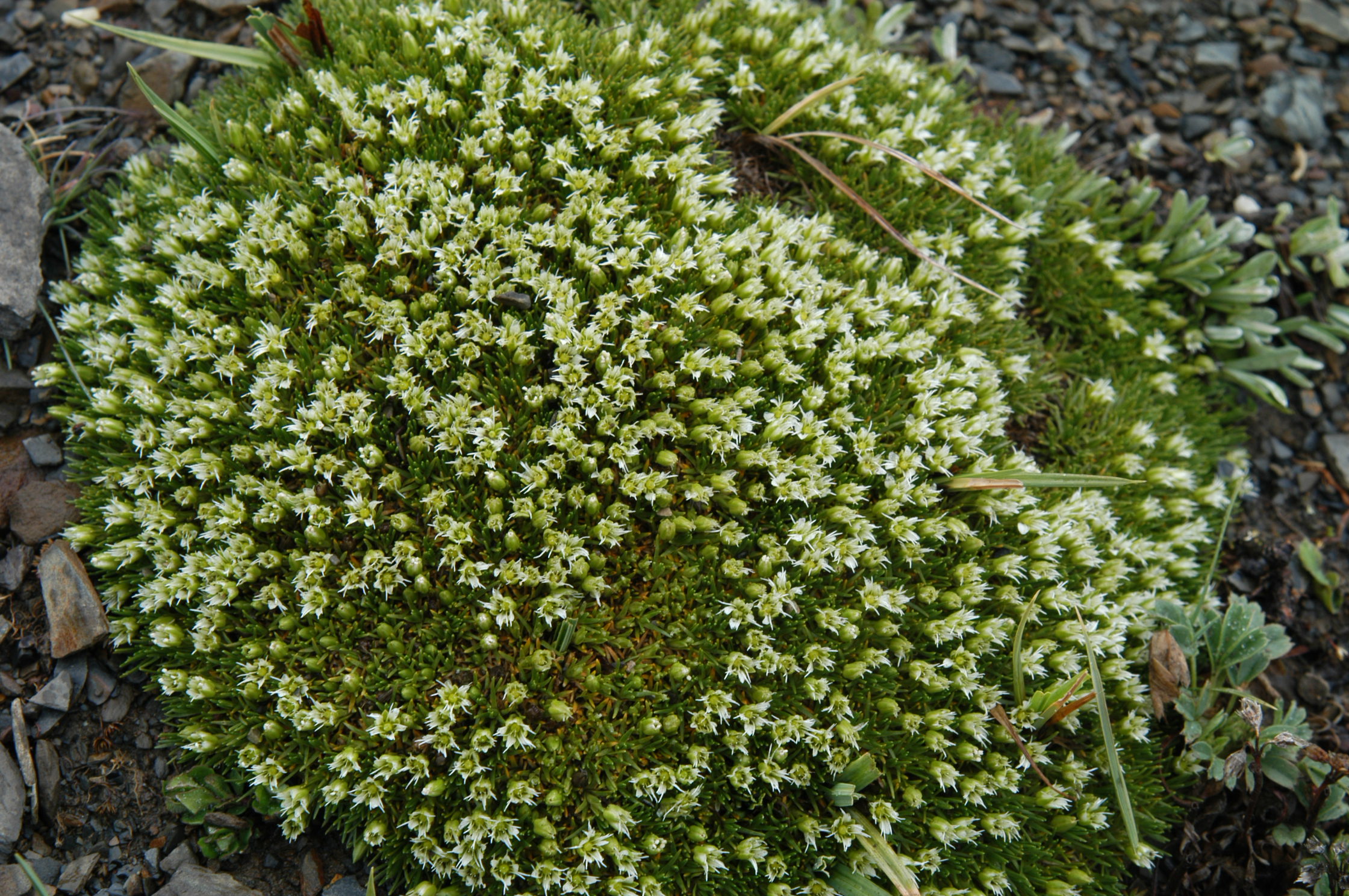 盘状雪灵芝 (arenaria polytrichoides
