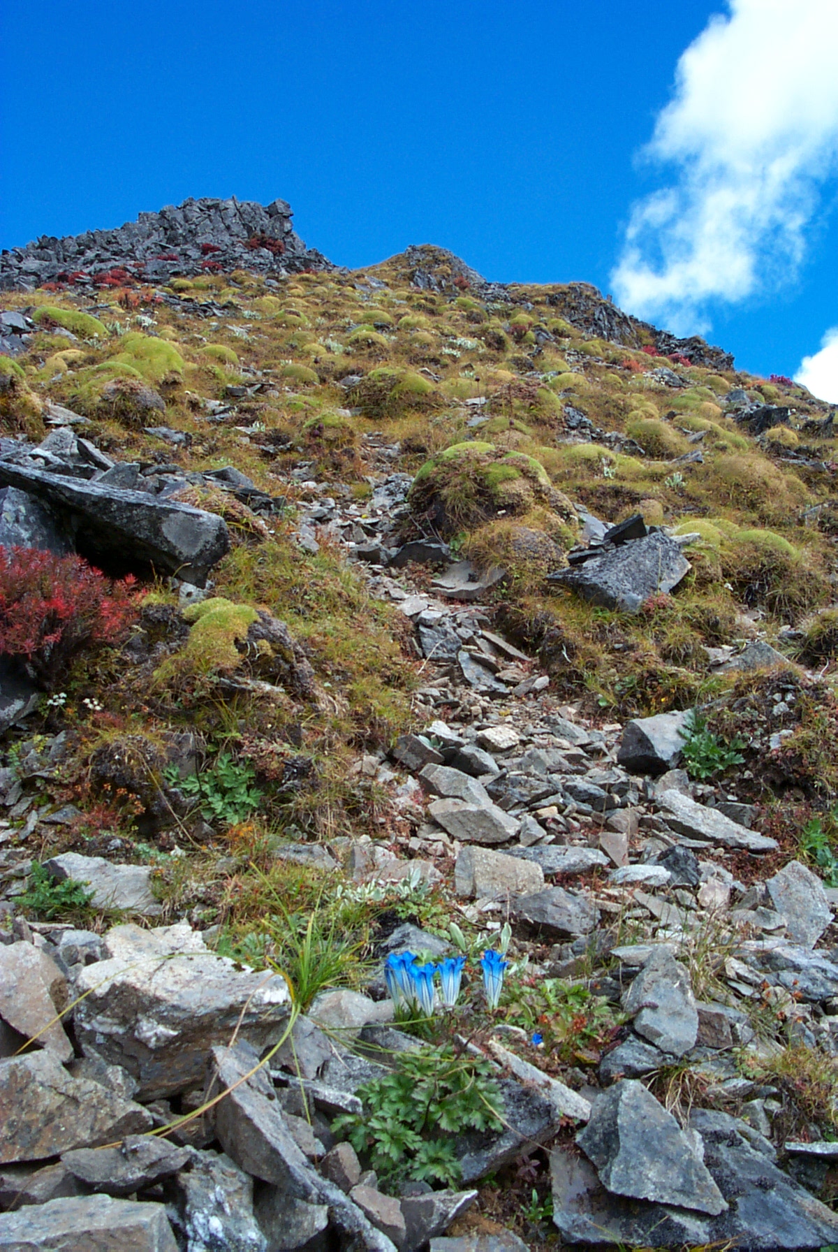 流石滩上的花园