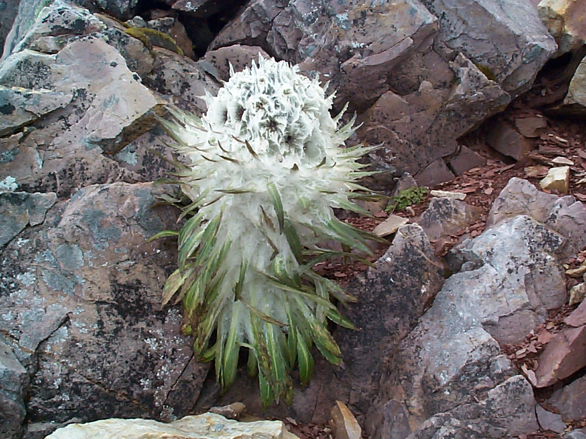白毛雪兔子 (sassurea leucoma)